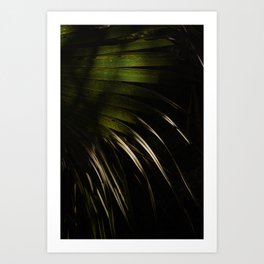 Palm Frond Art Print