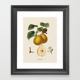 Pear Antique Botanical Illustration Framed Art Print