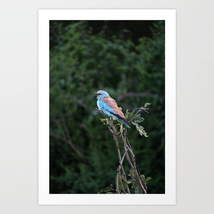 European Roller Perched on Branch Art Print