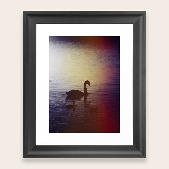 Swan Framed Art Print