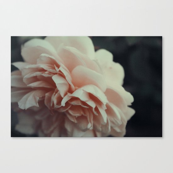 Wildeve Rose No. 2 Canvas Print