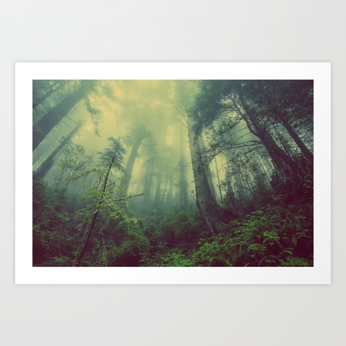 Forest and Fog 01 Art Print