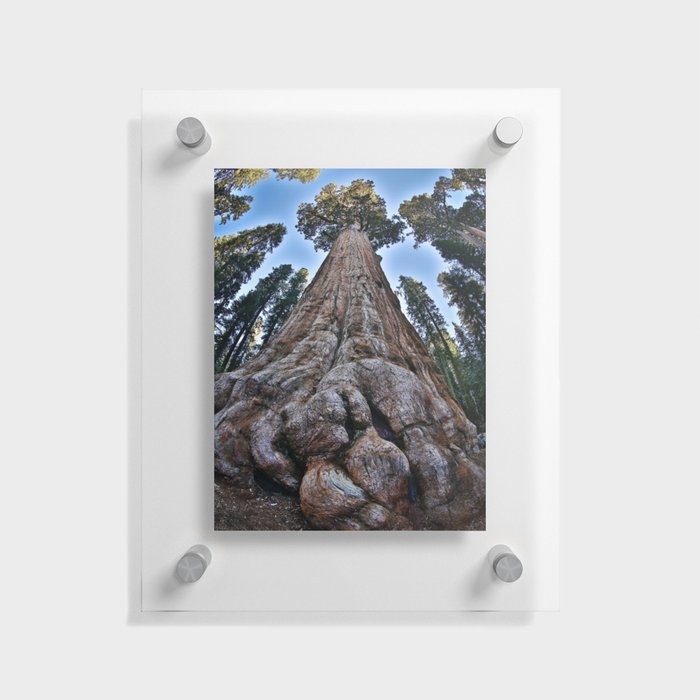 Redwood big; redwoods of California; John Muir woods giant trees nature landscape color photograph / photography Floating Acrylic Print