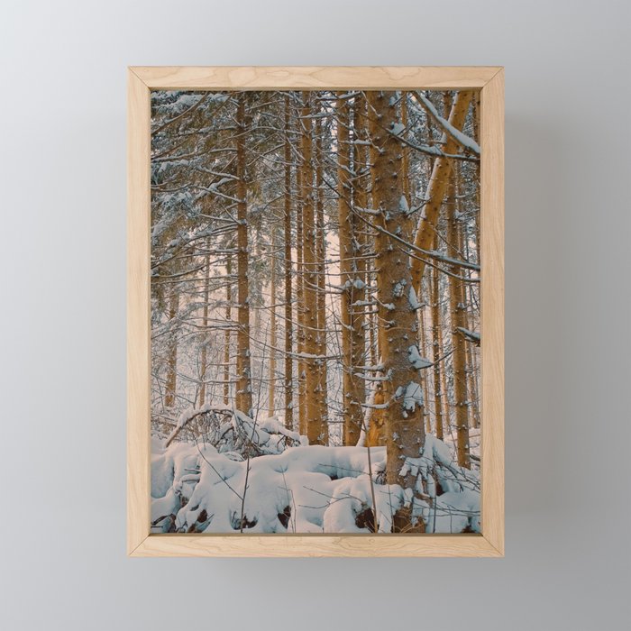 Golden hour in winter forest after snowstorm Framed Mini Art Print