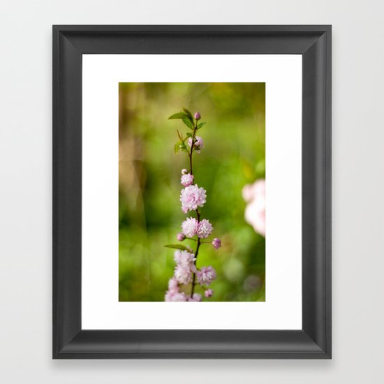 Flowering Almond Blossoms Framed Art Print