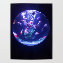 1 Kingyo, 2 Goldfish // Orange and White Fish Aquarium Poster