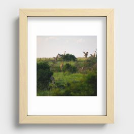South Africa Photography - Giraffes Enjoying The African Nature Recessed Framed Print