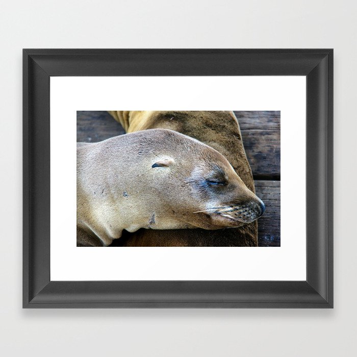 Californian Sea Lion, Monterey, California Framed Art Print