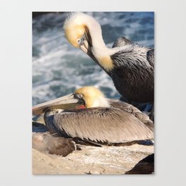 Birds Canvas Print