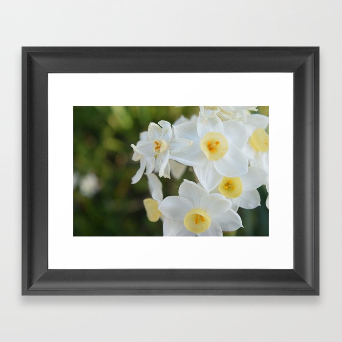 Daffodil Dream  Framed Art Print