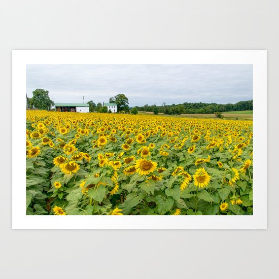 Field of Yellow Art Print