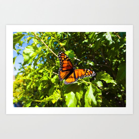 Monarch Butterfly Art Print