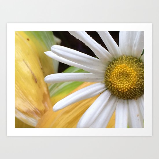 hello daisy Art Print