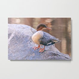 merganser Metal Print | Aquaticanimals, Wild, Wildanimals, Photo, Bird, Aquatic, California, Portrait, Fowl, Color 