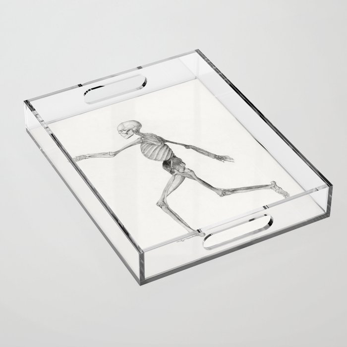 Human Skeleton, Lateral View Acrylic Tray