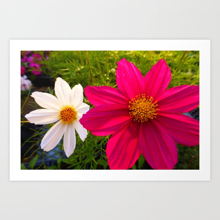Pink and White Flower Duet Art Print
