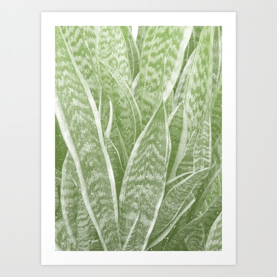 Sanseveria Art Print