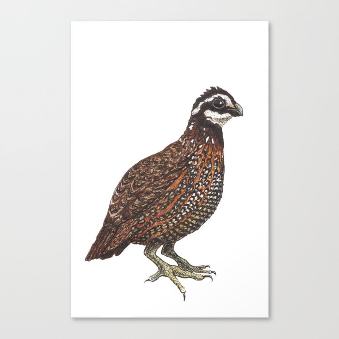 Northern Bobwhite Canvas Print