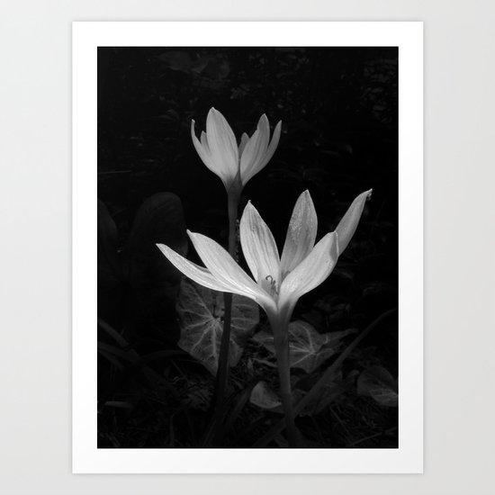 Rain Lily Art Print