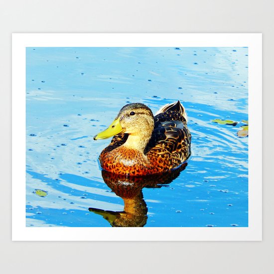 Duck Reflected Art Print