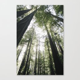 redwoods Canvas Print