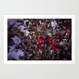 Winter Berries Art Print