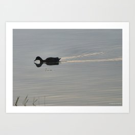 Anticipation: Common Mallard Art Print | Lake, Ripples, Adirondacks, Birds, Duck, Lakes, Photo, Nature, Sunrise, Lake George 