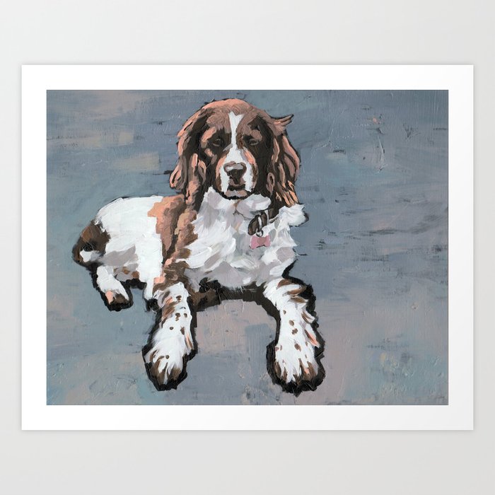 Lemon springer hot sale spaniel