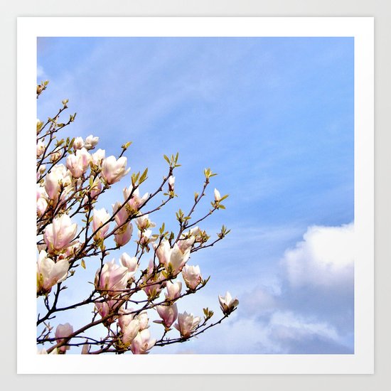 Magnolia In The Sky Art Print