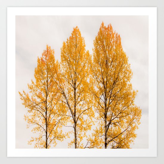 Aspen Trees Art Print
