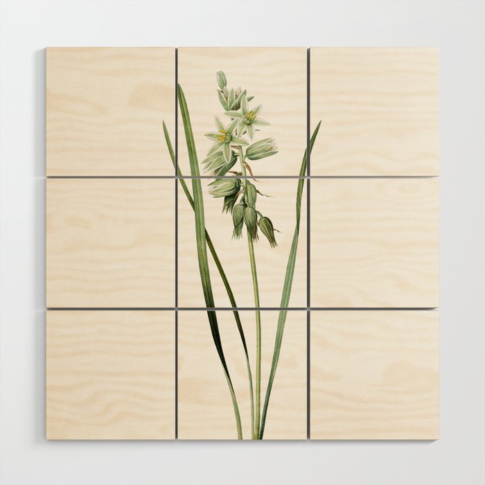 Vintage Drooping Star of Bethlehem Botanical Illustration on Pure White Wood Wall Art