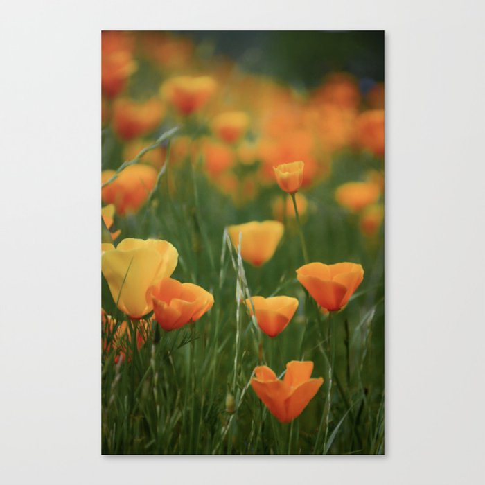 California Poppy Flowers Canvas Print