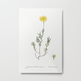 Mesembryanthemum Glaucum (Noon Flowers) from Histoire des Plantes Grasses (1799) by Pierre-Joseph Re Metal Print | Painting, Decor, Wallart, Poster, Vintage, Frame, Artprint, Illustration, Old 