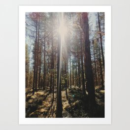 Sunny pine forest Sweden Nature Art Print