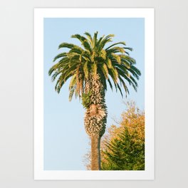 Palm Tree Film Photography | California Coast Art Print