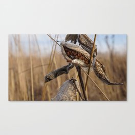 Milkweed Seeds Canvas Print