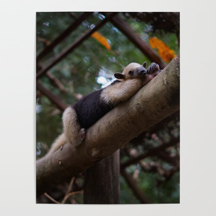 A sleeping mini anteater at Alturas Sanctuary in Costa Rica Poster