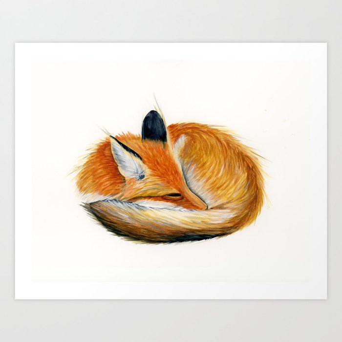 Sleeping Fox Watercolor Painting Art Print By Drawinginspiration
