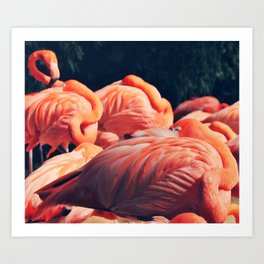 Pink Party Art Print | Digital, Flamingo, Color, Photo, Curated, Bird, Zoo, Party, Pink 