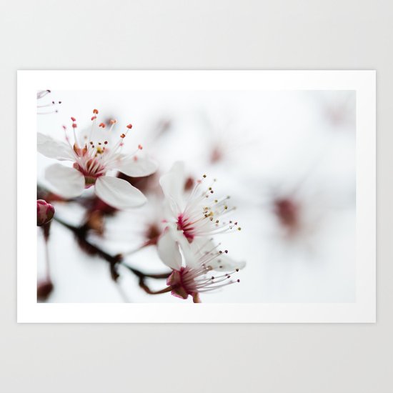 Plum Tree Art Print
