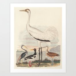 Louisiana Heron, Pied Oyster-catcher, Hooping Crane, and Long-billed Curlew Art Print