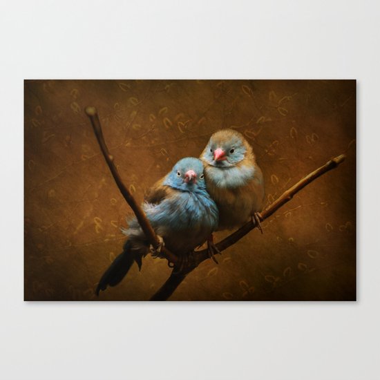 Male and Female Cordon Bleu Canaries Canvas Print
