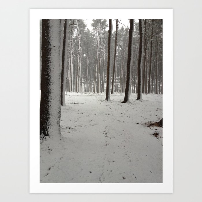A Snowy Wood Art Print