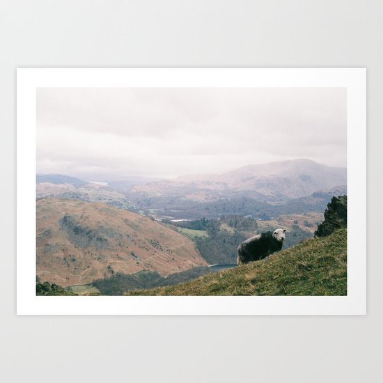 Resting sheep Art Print