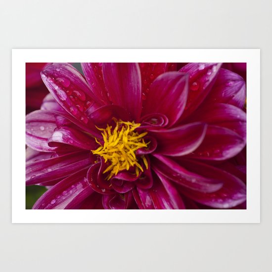 Pink Dahlietta Flower 3 Art Print