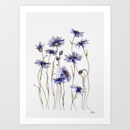 Blue Cornflowers, Illustration Art Print