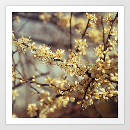 Sunny Cherry Blossom Art Print