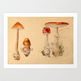 Drawing, examples of fungi, by Beatrix Potter, 1897, Ullock, Cumbria Art Print