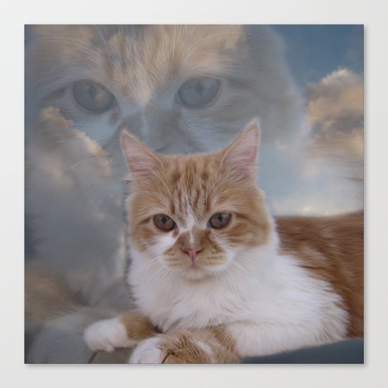Dramatic Cat Face Canvas Print