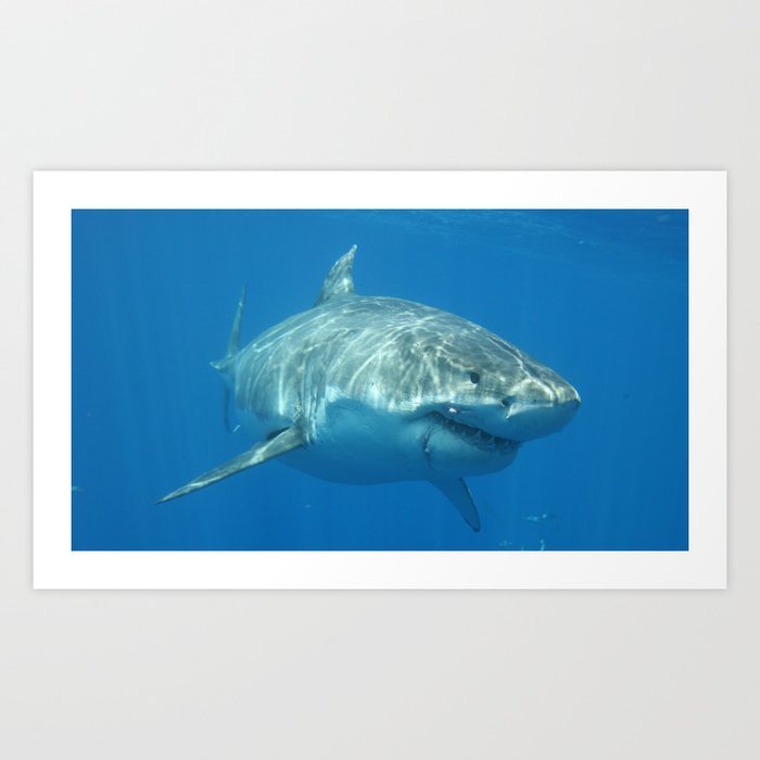 Great White Shark Full Art Print
